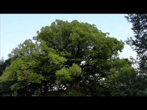 სოფ. კაჩაეთი (რაჭა)