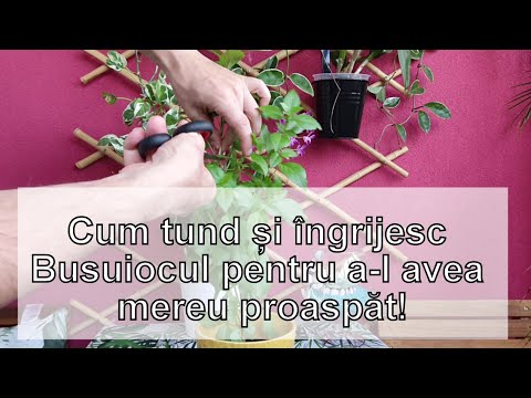 Video: 5 moduri de a mânca avocado