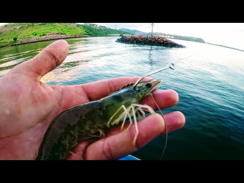 Pesca de con CAMARON VIVO - Ataques en SUPERFICIE - YouTube