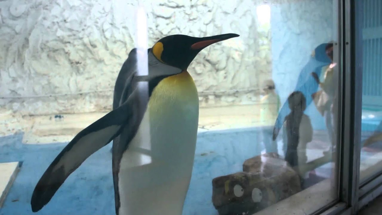 ペンギンかわいい Youtube