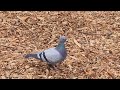 City Scrub Pigeon Looking for Grits #BIRDS #racingpigeons #homingpigeons #birdwatching #palomas
