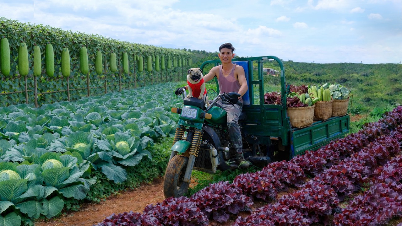 Harvest Heart Cabbage To Sell And Cook A Delicious Meal – Peaceful Farm Life After Leaves The City