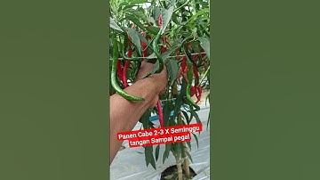 Panen Cabe Merah 2-3 Kali Seminggu Bikin Pegal Tangan #pupukorganik #cabeunggul