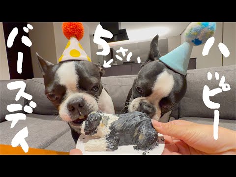 【ボストンテリア】Happy 5th Birthday KUKU🎉