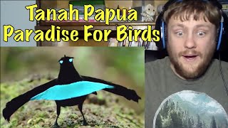 Tanah Papua: A Paradise For Birds Reaction!