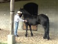 Caballo Frisón, Desfile Hípico Nacional Guatemala