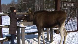 Nature Reserve Prioksko-Terrasny  - Приокско-Террасный заповедник