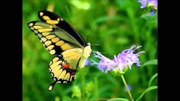 سورة العاديات بصوت الشيخ احمد فهيم