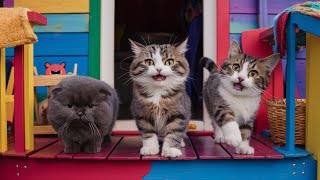 AMAZING! What Cats' Tails Say  | Cat Language by Animal Expert Care 30 views 2 months ago 3 minutes, 9 seconds