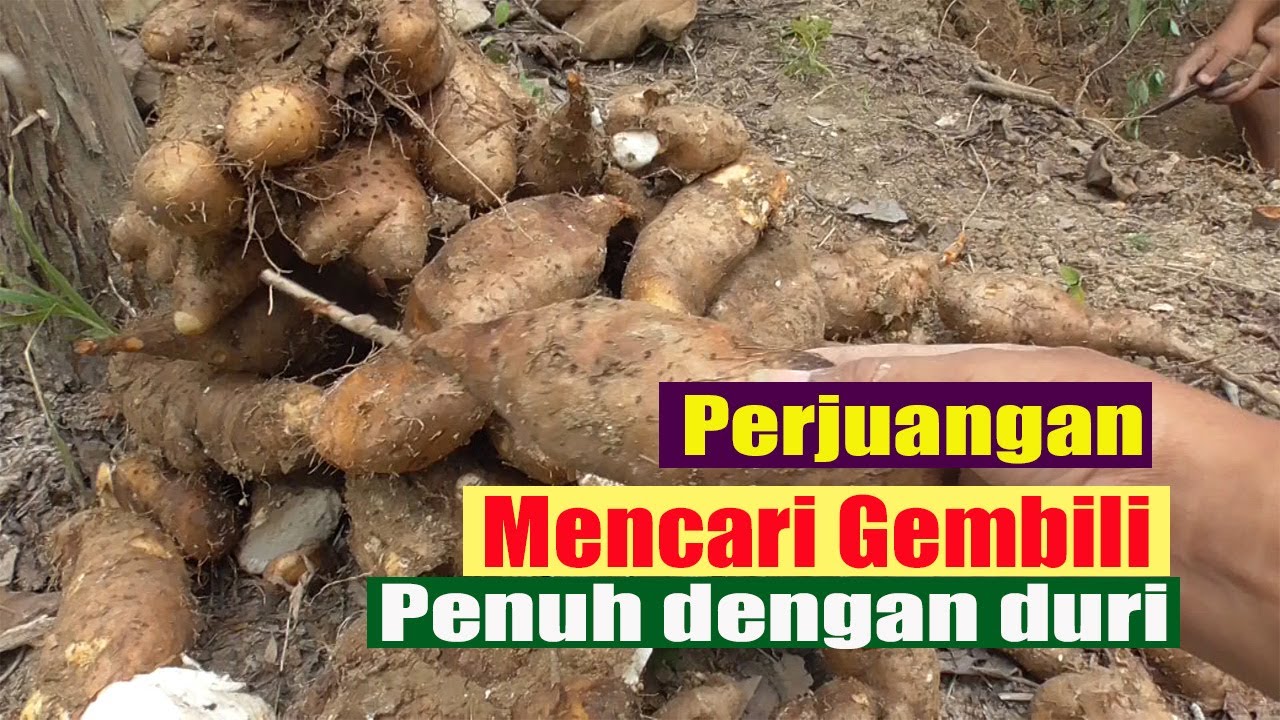 Mencari gembili yang penuh duri di tegalan 