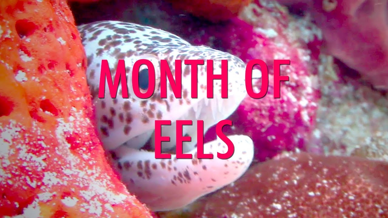 Month of Eels - It's Month of Eels! Enjoy eels.