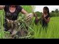 Find catch catfish in the fields for food - Catfish grill vs Hit green tamarind for delicious meal