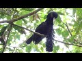 эквадорская зонтичная птица -  вид на данный момент является уязвимым