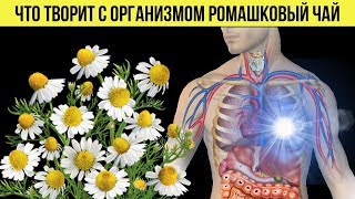 Как Ромашковый Чай Влияет На Организм Человека Полезные Свойства О Которых Вы Могли И Не Знать