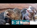 How Baby Kittens Grow 0 - 4 Months | Before and After||Kittens Growing Up| CatsLifePH