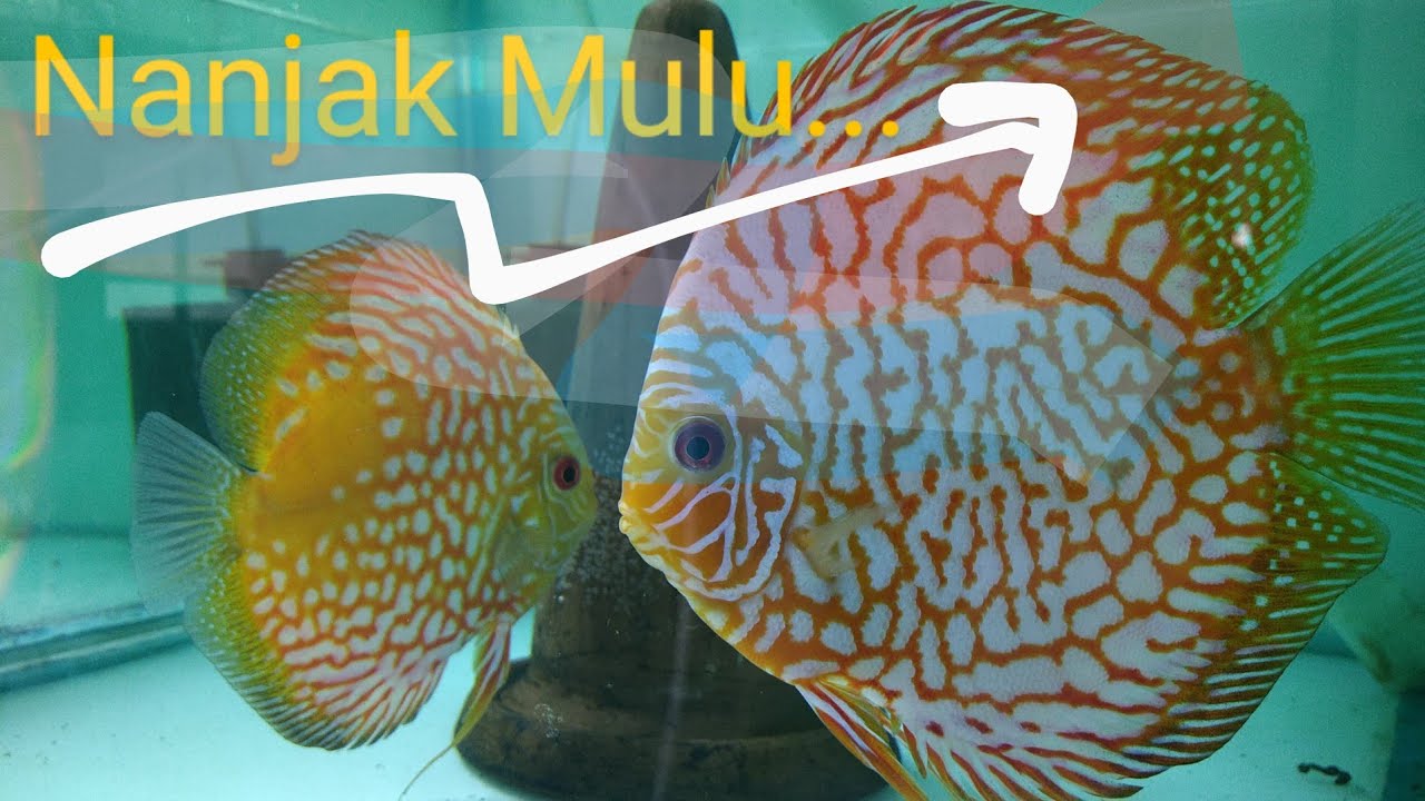 Discus Males Gendong l Nanjak Terus