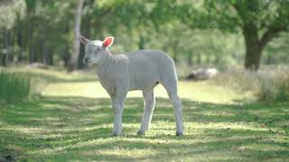 Cute Lamb Needs Attention | Animal Love Video @lifeandliving057