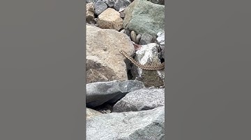 How to spot a Pacific gopher snake. #outdoors #animals #adventure #reptiles #snake #wildlife #ocean