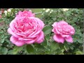 Panasonic Lumix Fz200 video sample 2