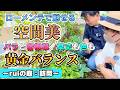 【ruiの庭作り】空間美ローメンテで魅せる・バラと宿根草 草丈・色々気になります