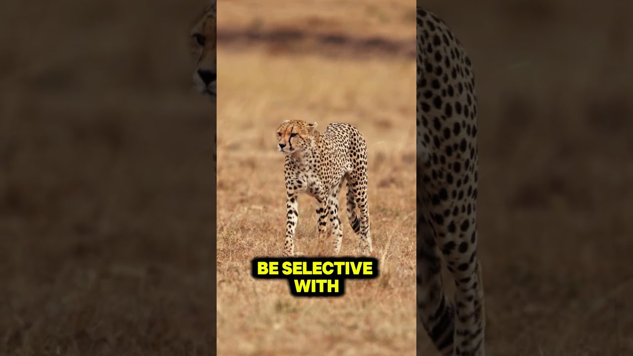 Cheetahs Don T Chase Everything Only What S Worth It 