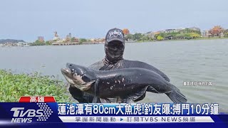 蓮池潭有80cm超大魚虎! 釣友親曝:搏鬥10分鐘｜TVBS新聞 @TVBSNEWS01