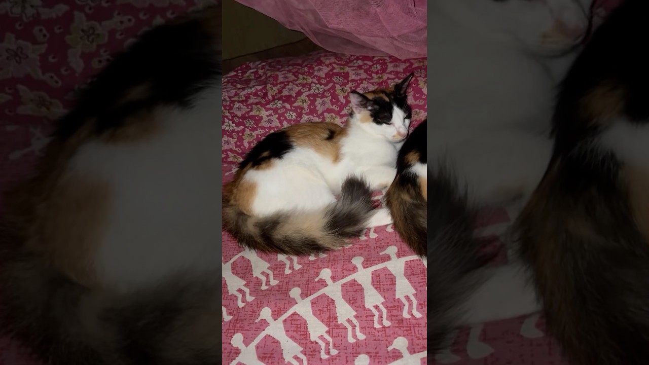 #cat #cartoon #funny #animals #cute #kitten #bollywoodcoversongs #cutecatcartoon #catart #catcartoon