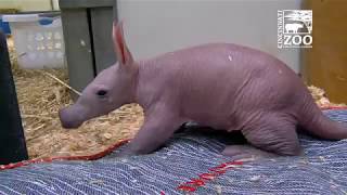 picture Ardvark Baby baby aardvark cincinnati zoo youtube