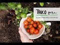 Truco para cosechar más tomates en el huerto urbano