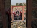 sugarcane cultivation season 2024❤️❤️