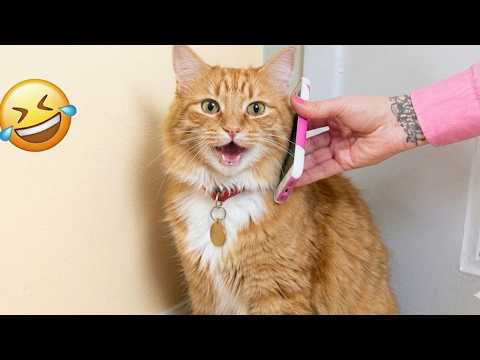 I Called My Cat... And He Actually Answered 😳📞🐱