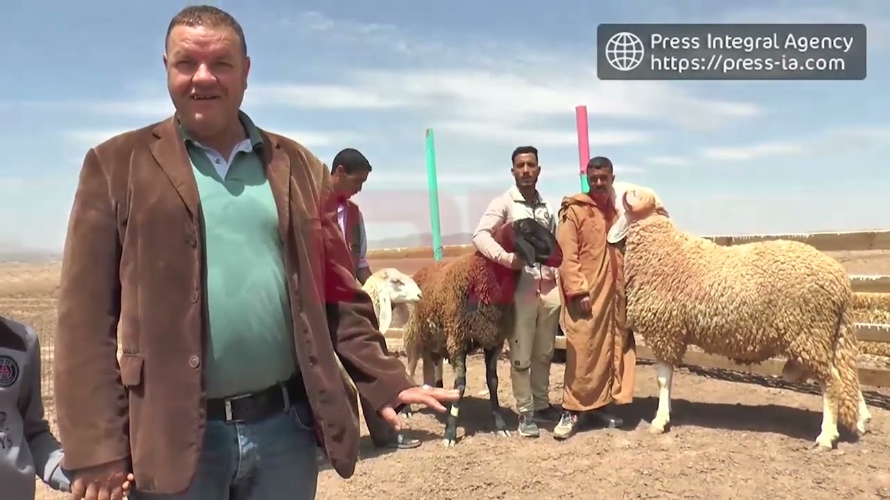 كباش عملاقة بحجم الفيلة الصغيرة في الجزائر