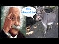 Na Terra Plana Ouvimos Falar de um "Jênio"!!
