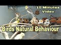 Bird natural behaviour 10 minutes petzoo colony lko