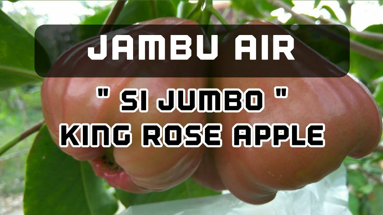 JAMBU AIR KING ROSE APPLE
