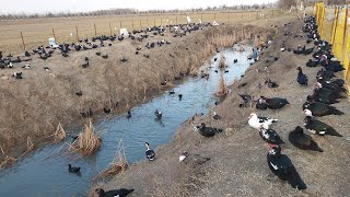 Кора урдак бокиш бизнеси дон бермасдан