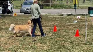 Jennifer Darcy and Cali Rally Novice by Jennifer Darcy 61 views 10 months ago 1 minute, 56 seconds