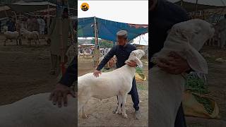 Beautiful White Dumba #qurbani2026 #goatshorts #dumba #dumbamandi #dumbay