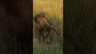 Male Lion Carries Hyena Corpse! (Mbiri Male)