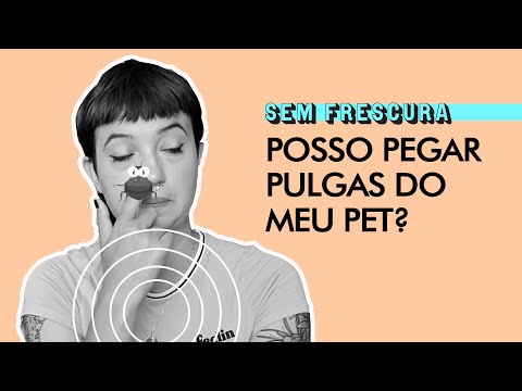 Pulgas e carrapatos do pet podem passar para humanos? | Sem Frescura