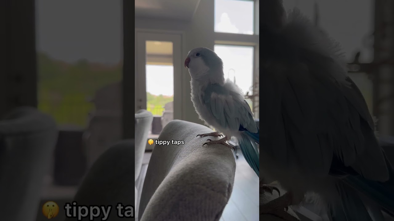 She did her best. Also, where were the 🥞 