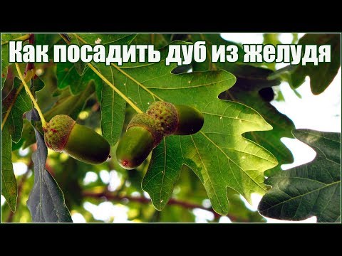 Как вырастить дуб из желудя осенью - часть 1