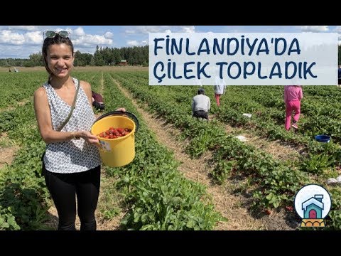 Video: Finlandiya'da çilek Nasıl Toplanır