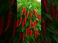 How to grow Chilli 🌶 at home