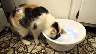 Cats Throwing up? Try This Neat Low-Cost Solution!