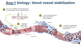 2. Beyond VEGF: Role of Ang-2 in Retinal Vascular Pathology