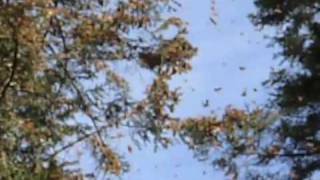 Marcea Kurt - Monarch Reserve