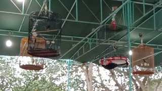 Murai Batu Debutan Para Kjcau Mania Tdanil  Bersaing Ketat