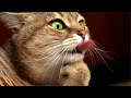 Смешные видео с животными! Видео приколы с котиками и собаками 2022 №11