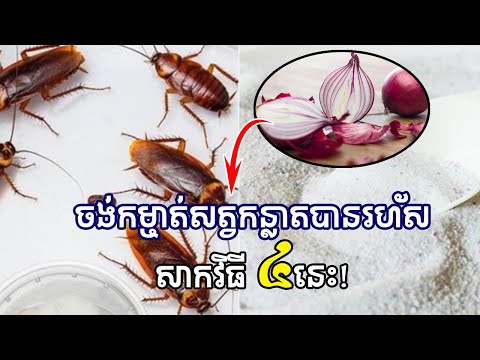 ចង់កម្ចាត់សត្វកន្លាត សាកវិធី ៤នេះ-If you want to get rid of cockroaches, try these 4 ways